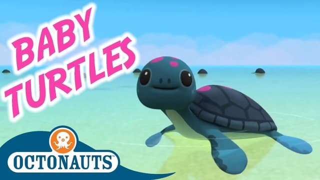 The baby sea turtles